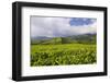 Panorama of Tea Plantation in West Java-null-Framed Photographic Print