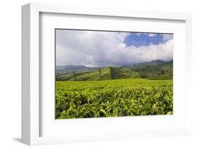 Panorama of Tea Plantation in West Java-null-Framed Photographic Print