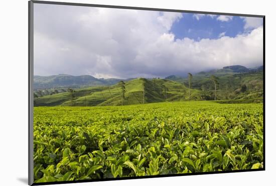 Panorama of Tea Plantation in West Java-null-Mounted Photographic Print