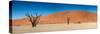 Panorama of the Dead Vlei-Circumnavigation-Stretched Canvas