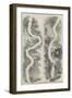 Panorama of the Rhine-null-Framed Giclee Print