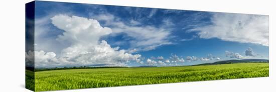 Panorama Ripening Wheat Field-Gennadiy Iotkovskiy-Stretched Canvas