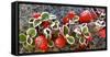 Panoramic image of frost on red berries.-Stuart Westmorland-Framed Stretched Canvas