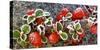 Panoramic image of frost on red berries.-Stuart Westmorland-Stretched Canvas