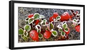 Panoramic image of frost on red berries.-Stuart Westmorland-Framed Photographic Print