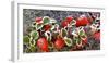 Panoramic image of frost on red berries.-Stuart Westmorland-Framed Photographic Print