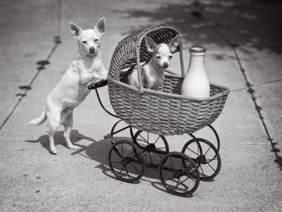 Photographic Print, , large