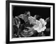 Gramercy Black