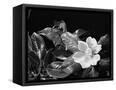 Canvas Black