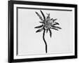 Gramercy Black