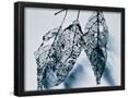 Essential Black