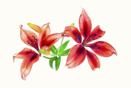 Photographic Print, , large