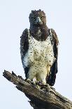 Martial eagle (Polemaetus bellicosus) looking at camera, Ngorongoro Conservation Area, Tanzania...-Panoramic Images-Photographic Print