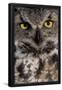 Essential Black