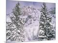 Wood Mount