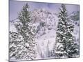 Wood Mount