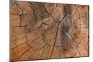 Wood Mount
