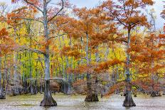 View of Cypress trees, Horseshoe Lake State Fish Wildlife Area, Alexander Co., Illinois, USA-Panoramic Images-Photographic Print