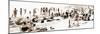 Panoramic Landscape - French beach - France-Philippe Hugonnard-Mounted Photographic Print