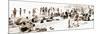 Panoramic Landscape - French beach - France-Philippe Hugonnard-Mounted Photographic Print