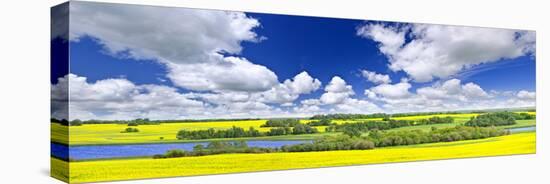 Panoramic Landscape Prairie View of Canola Field and Lake in Saskatchewan, Canada-elenathewise-Stretched Canvas