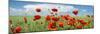 Panoramic Landscape with Poppies and Clouds-null-Mounted Photographic Print
