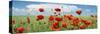 Panoramic Landscape with Poppies and Clouds-null-Stretched Canvas