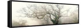 panoramic octopus ghost oak-Phillipe Manguin-Framed Stretched Canvas