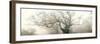 panoramic octopus ghost oak-Phillipe Manguin-Framed Premium Photographic Print