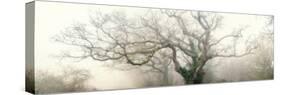 panoramic octopus ghost oak-Phillipe Manguin-Stretched Canvas