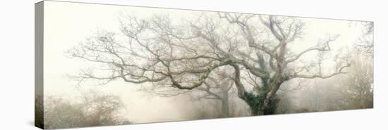 panoramic octopus ghost oak-Phillipe Manguin-Stretched Canvas