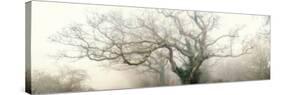 panoramic octopus ghost oak-Phillipe Manguin-Stretched Canvas