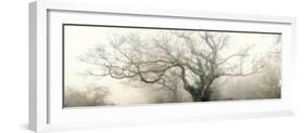 panoramic octopus ghost oak-Phillipe Manguin-Framed Photographic Print