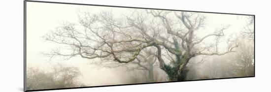 panoramic octopus ghost oak-Phillipe Manguin-Mounted Photographic Print