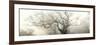 panoramic octopus ghost oak-Phillipe Manguin-Framed Photographic Print