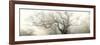 panoramic octopus ghost oak-Phillipe Manguin-Framed Photographic Print