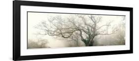 panoramic octopus ghost oak-Phillipe Manguin-Framed Photographic Print