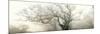 panoramic octopus ghost oak-Phillipe Manguin-Mounted Photographic Print