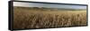 Panoramic of golden wheatfield below Devil's Punchbowl on Hackpen Hill, Wantage, Oxfordshire-Stuart Black-Framed Stretched Canvas