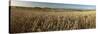 Panoramic of golden wheatfield below Devil's Punchbowl on Hackpen Hill, Wantage, Oxfordshire-Stuart Black-Stretched Canvas