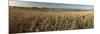 Panoramic of golden wheatfield below Devil's Punchbowl on Hackpen Hill, Wantage, Oxfordshire-Stuart Black-Mounted Photographic Print