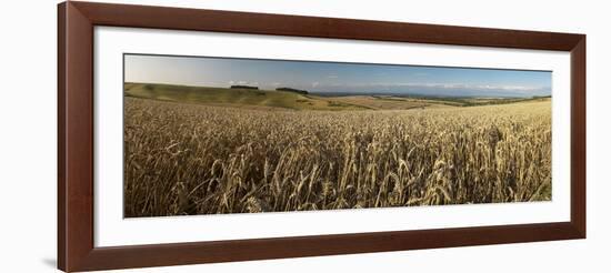 Panoramic of golden wheatfield below Devil's Punchbowl on Hackpen Hill, Wantage, Oxfordshire-Stuart Black-Framed Photographic Print
