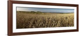 Panoramic of golden wheatfield below Devil's Punchbowl on Hackpen Hill, Wantage, Oxfordshire-Stuart Black-Framed Photographic Print