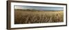 Panoramic of golden wheatfield below Devil's Punchbowl on Hackpen Hill, Wantage, Oxfordshire-Stuart Black-Framed Photographic Print