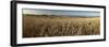 Panoramic of golden wheatfield below Devil's Punchbowl on Hackpen Hill, Wantage, Oxfordshire-Stuart Black-Framed Photographic Print