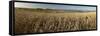 Panoramic of golden wheatfield below Devil's Punchbowl on Hackpen Hill, Wantage, Oxfordshire-Stuart Black-Framed Stretched Canvas