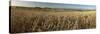 Panoramic of golden wheatfield below Devil's Punchbowl on Hackpen Hill, Wantage, Oxfordshire-Stuart Black-Stretched Canvas