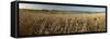 Panoramic of golden wheatfield below Devil's Punchbowl on Hackpen Hill, Wantage, Oxfordshire-Stuart Black-Framed Stretched Canvas