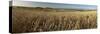 Panoramic of golden wheatfield below Devil's Punchbowl on Hackpen Hill, Wantage, Oxfordshire-Stuart Black-Stretched Canvas