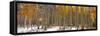 Panoramic View of Aspen Trees in Winter Time-SNEHITDESIGN-Framed Stretched Canvas